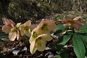 27 Estese fioriture di Rose di Natale -Ellebori (Helleborus niger)
